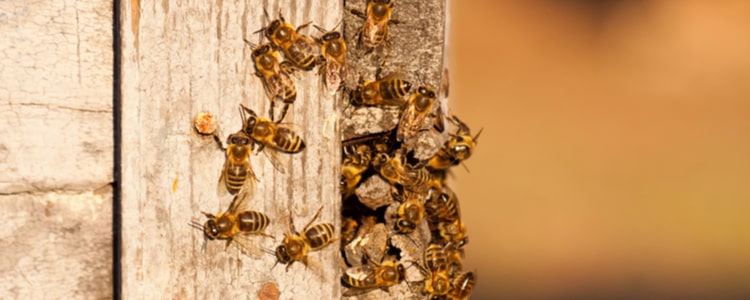 Bee Pest Control Redbank Plains