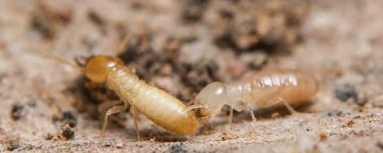 termite control redbank plains